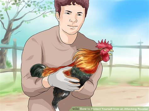 3 Ways to Protect Yourself from an Attacking Rooster .